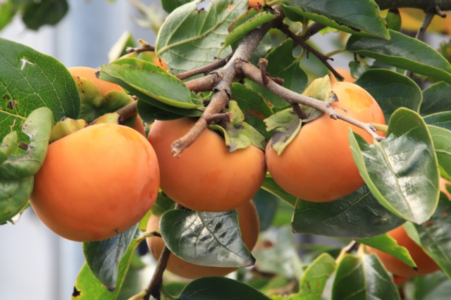 柿にはどのような種類がある 種類と選び方の関係 Fruitssuki